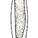 Image of Plagiostomum anocelis Brandtner 1934