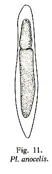 Image of Plagiostomum