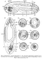 Imagem de Plagiostomum