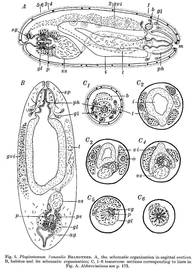 Image of Plagiostomum