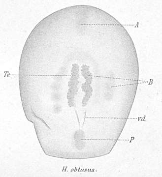 Image of Haplodiscus obtusus Bohmig 1895