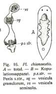 Image of Plagiostomum chinoecetis Brandtner 1934
