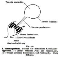 Image of Plagiostomum chromogastrum Graff 1890