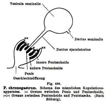 Image of Plagiostomum chromogastrum Graff 1890