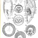 Image of <i>Plagiostomum cinctum</i>