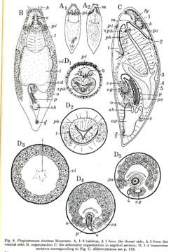 Imagem de <i>Plagiostomum cinctum</i>