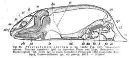 Imagem de <i>Plagiostomum cinctum</i>