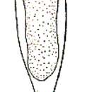 Image of Plagiostomum cuticulata (Brandtner 1934) Kulinitch 1980