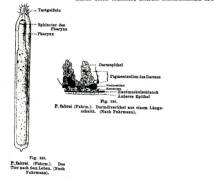 Imagem de Plagiostomum fabrei Fuhrmann 1896