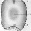 Image of Haplodiscus ovatus Bohmig 1895