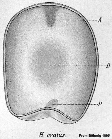 Image of Haplodiscus ovatus Bohmig 1895