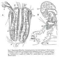 Image of Plagiostomum falklandicum Westblad 1952