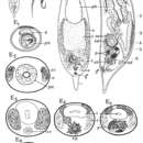 Image of Plagiostomum filicauda Westblad 1956