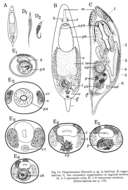 Imagem de Plagiostomum filicauda Westblad 1956