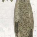 Image of Plagiostomum girardi (Schmidt 1857)