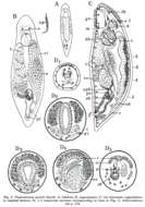 Imagem de Plagiostomum girardi (Schmidt 1857)