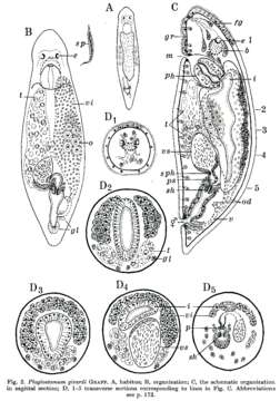 Image of Plagiostomum girardi (Schmidt 1857)