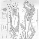 Image of Plagiostomum hartmani Karling 1962