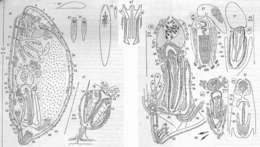 Imagem de Plagiostomum hedgpethi Karling 1962