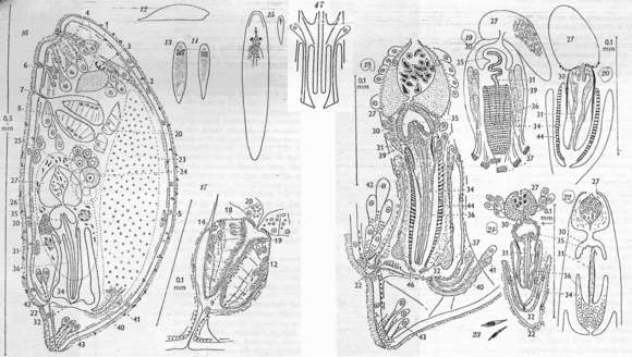 Image of Plagiostomum hedgpethi Karling 1962