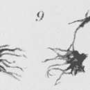 Image of Plagiostomum koreni Jensen 1878