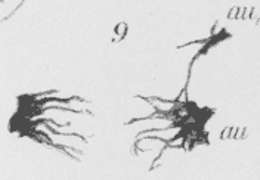 Imagem de Plagiostomum koreni Jensen 1878