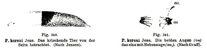 Imagem de Plagiostomum koreni Jensen 1878