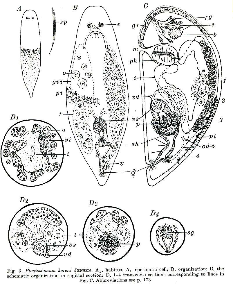 Imagem de Plagiostomum koreni Jensen 1878