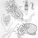 Image of Plagiostomum langi Karling 1962