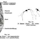 Image of Plagiostomum lemani Forel & Du Plessis 1874