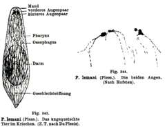 Imagem de Plagiostomum lemani Forel & Du Plessis 1874