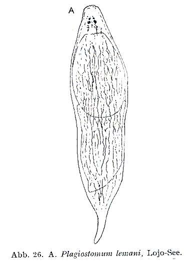 Imagem de Plagiostomum lemani Forel & Du Plessis 1874