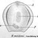 Image de Haplodiscus weldoni Bohmig 1895