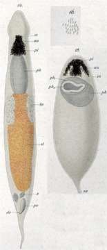 Image of Plagiostomum maculatum Graff 1882