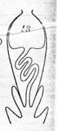 Image of Plagiostomum maculatum Graff 1882