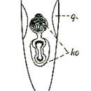 Image of Plagiostomum makroposthia Brandtner 1934