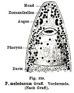 Image of Plagiostomum meledanum Graff 1911