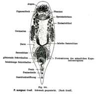 Image of Plagiostomum morgani Graff 1911