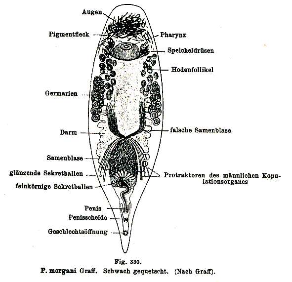 Image of Plagiostomum morgani Graff 1911