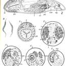 Image of Plagiostomum nostrum Westblad 1956