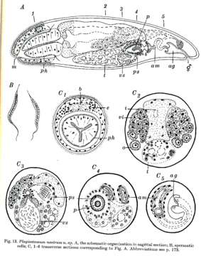 Image of Plagiostomum nostrum Westblad 1956