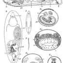Image of Plagiostomum ochroleucum Graff 1882