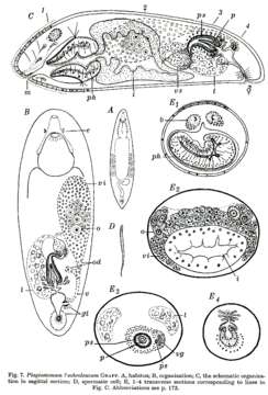 Image of Plagiostomum ochroleucum Graff 1882