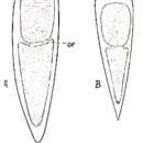 Image of Plagiostomum parasitorum Brandtner 1934