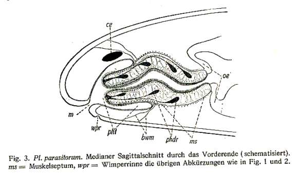 Image of Plagiostomum parasitorum Brandtner 1934