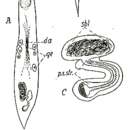 Sivun Plagiostomum petrophilum Brandtner 1934 kuva