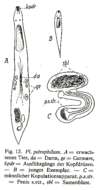 Image of Plagiostomum petrophilum Brandtner 1934