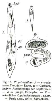 Image de Plagiostomum petrophilum Brandtner 1934