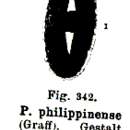 Image of Plagiostomum philippinense Graff 1882