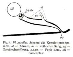 Image of Plagiostomum porsildi Brandtner 1934